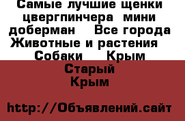 Самые лучшие щенки цвергпинчера (мини доберман) - Все города Животные и растения » Собаки   . Крым,Старый Крым